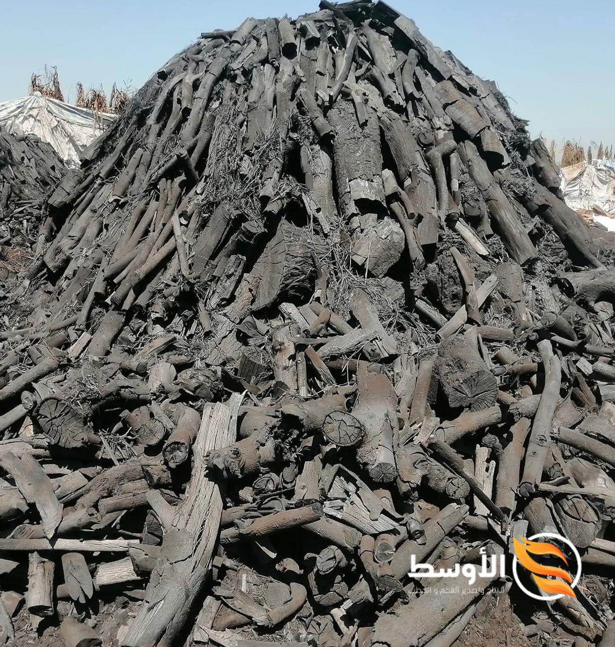 Casuarina Charcoal - فحم الجزورين