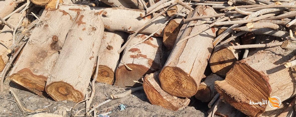 Two logs of firewood -